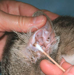 CURATAREA URECHILOR